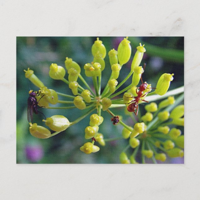 Cartão Postal A Formiga, A Mosca e a Erva Daninha (Frente)