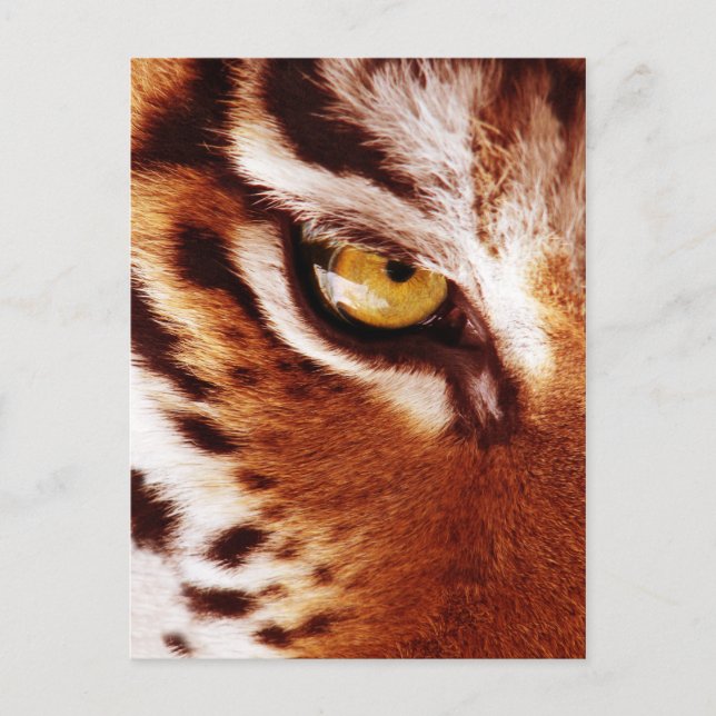 Cartão Postal A fotografia do olho do Tigre (Frente)