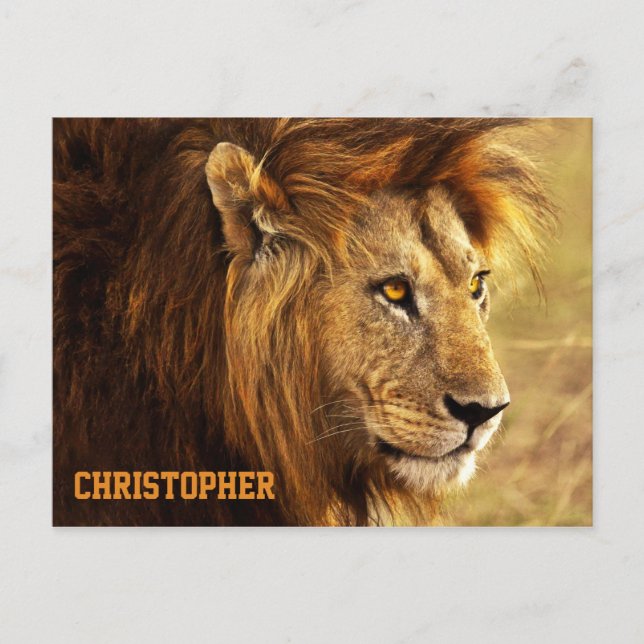 Cartão Postal A Fotografia Noble Lion (Frente)