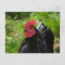 Cartão Postal A galinha