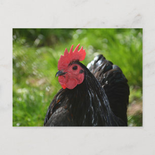 Cartão Postal A galinha