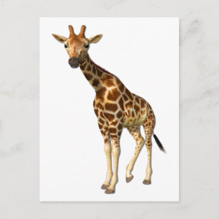 Cartão Postal A Girafa