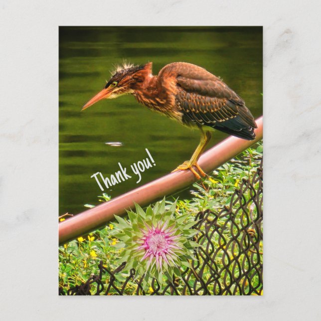Cartão Postal A green heron (Frente)