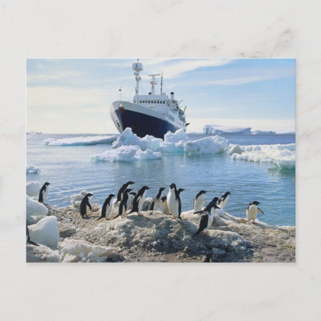 Cartão Postal A Group Of Penguins Standing On An Icy Beach (Frente)