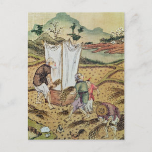 Cartão Postal A História do Arroz