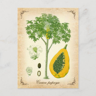 Cartão Postal A Ilustração Papaya - Vintage