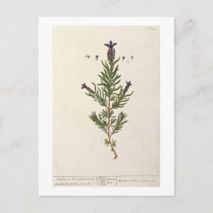 Cartão Postal A lavanda francesa, chapeia 241 'de um Herbal