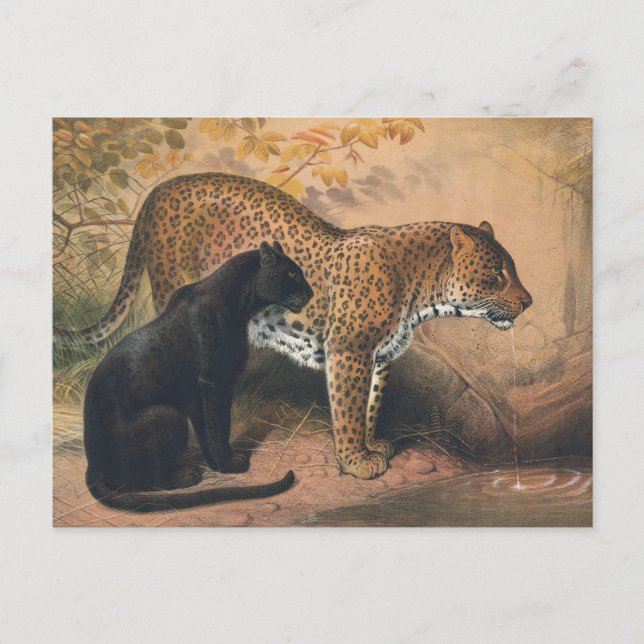 Cartão Postal A Leopardo por Joseph Wolf (Frente)
