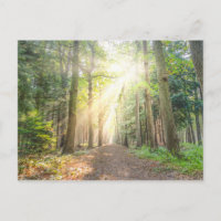 A luz de cima na floresta