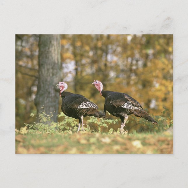 Cartão Postal A male Female Turkey Pair Photograph in Fall (Frente)