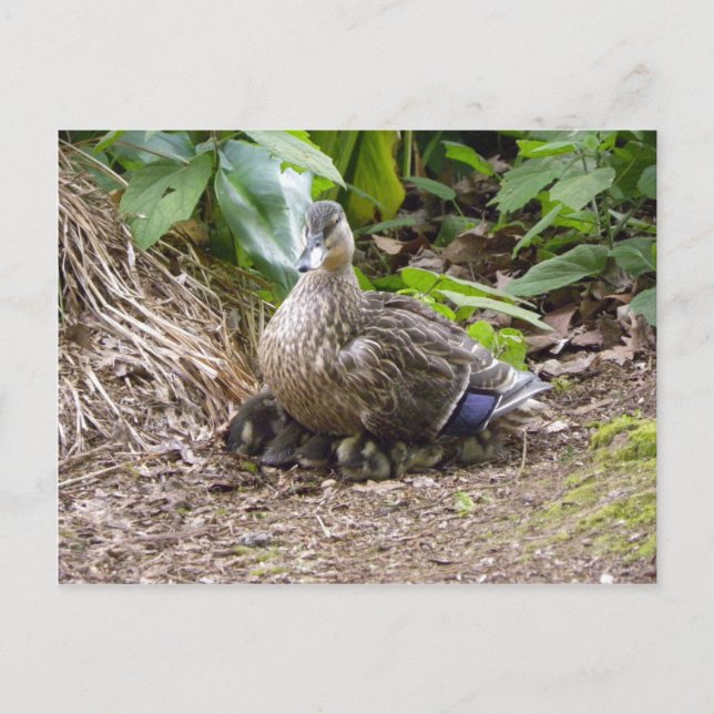 Cartão Postal A melhor mãe do mundo (Frente)