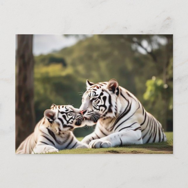 Cartão Postal A Moment of Calm – White Tigers Postcard (Frente)