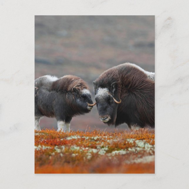 Cartão Postal A Musk Ox e Calf (Frente)