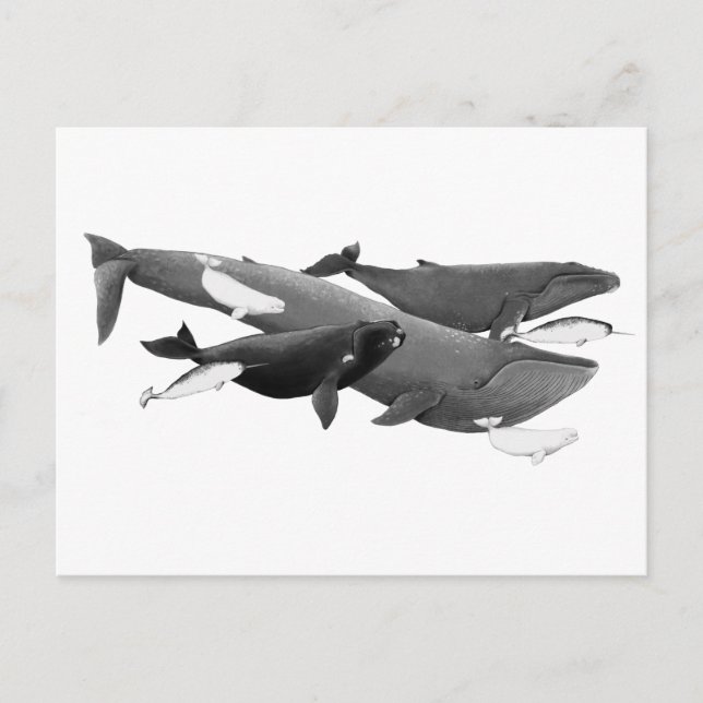 Cartão Postal A Natação Da Arte De Ilustração De Baleias (Frente)