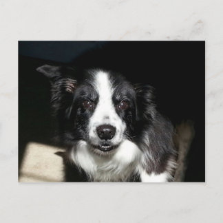 Cartão Postal A nossa amada fronteira, Collie Jake - cartão-post