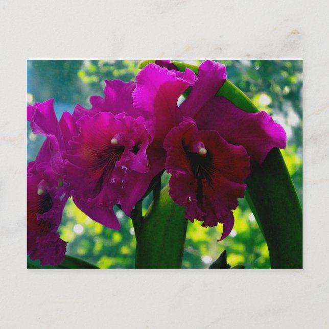 Cartão Postal A Orquídea (Frente)