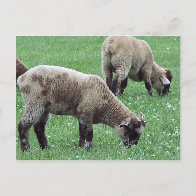 Cartão Postal A ovelha do Monte Vernon... (Frente)