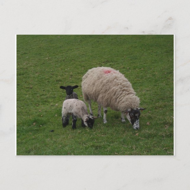 Cartão Postal A ovelha negra (Frente)