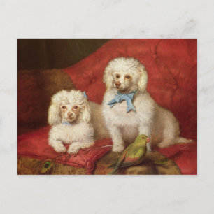 Cartão Postal A Pair of Poodles