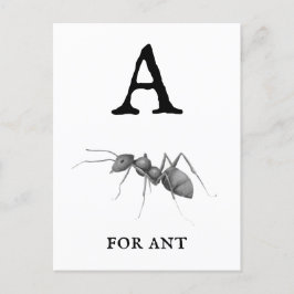 Cartão Postal "A" para a Formiga