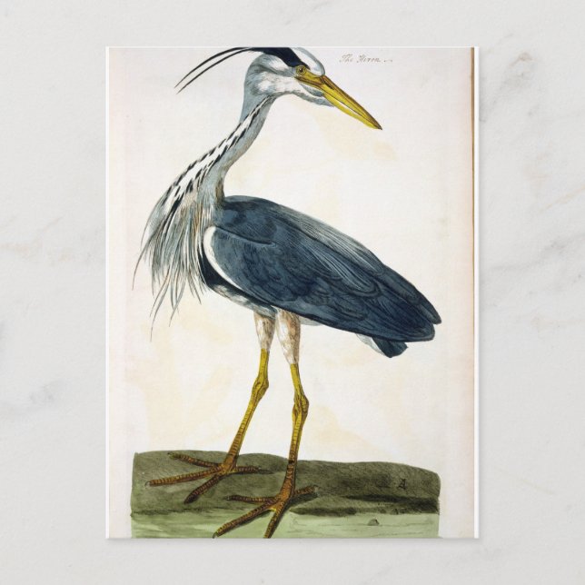 Cartão Postal A placa Heron (Ardea cinerea) de "The British (Frente)