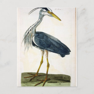 Cartão Postal A placa Heron (Ardea cinerea) de "The British