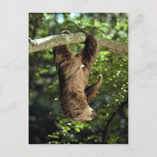 Cartão Postal A preguiça-de-coleira de Hoffmann