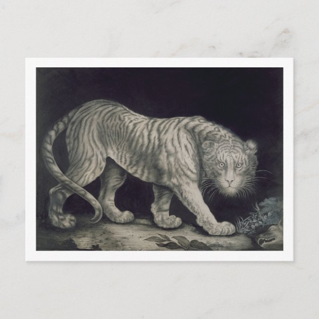 Cartão Postal A Prowling Tiger (pencil on paper) (Frente)