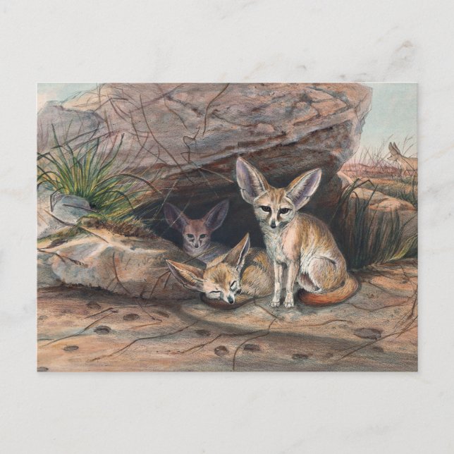 Cartão Postal A Raposa Fennec por Joseph Wolf (Frente)