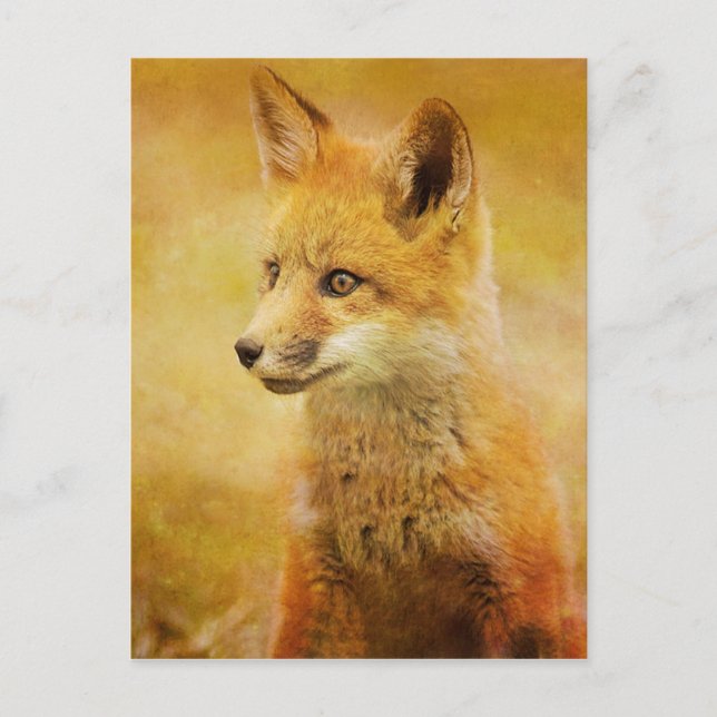 Cartão Postal A Raposa na Floresta (Frente)