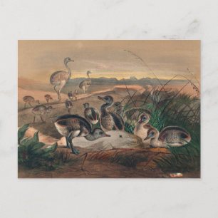 Cartão Postal A Rhea Americana de Joseph Wolf