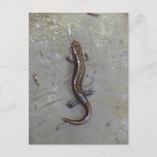 Cartão Postal A Salamandra (Frente)