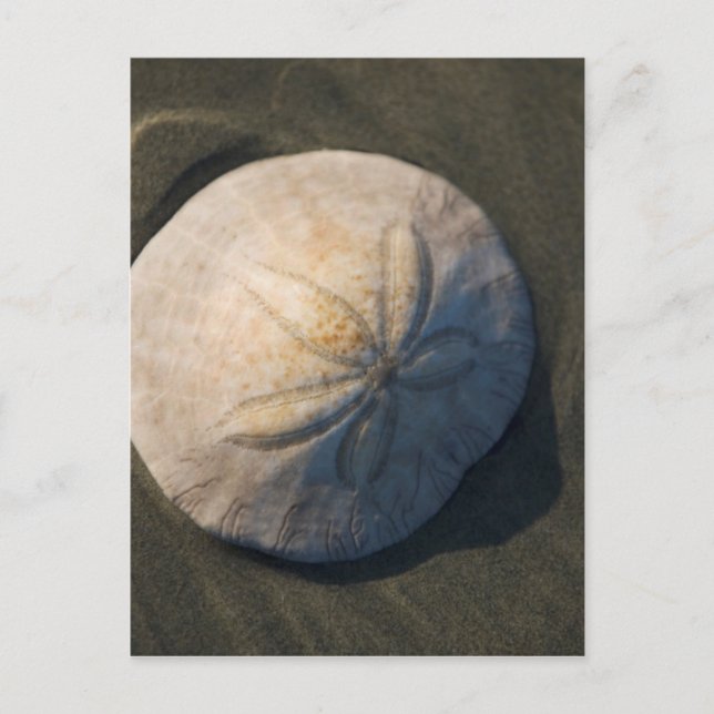 Cartão Postal A Sand Dollar On The Beach (Frente)