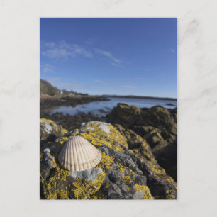 Cartão Postal A Seashell Sits On A Rock Dumfries, Scotland