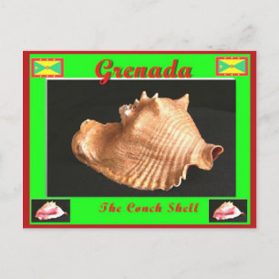 Cartão Postal A Shell Conch