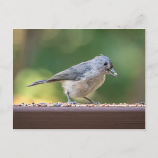 Cartão Postal A small tufted titmouse eating birdseed.