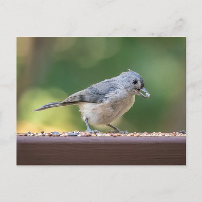 Cartão Postal A small tufted titmouse eating birdseed. (Frente)