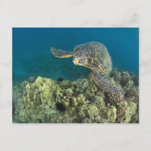 Cartão Postal A Tartaruga Verde (Chelonia mydas) é a 2