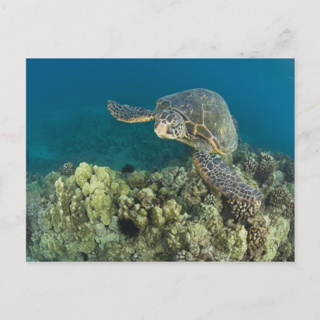 Cartão Postal A Tartaruga Verde (Chelonia mydas) é a 2 (Frente)