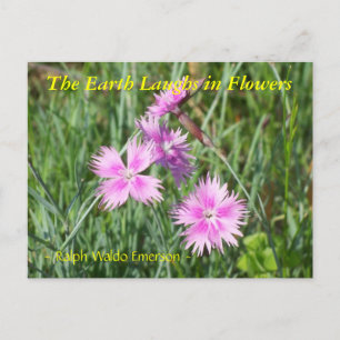 CARTÃO POSTAL A TERRA RIVE EM FLORES - DIANTHUS
