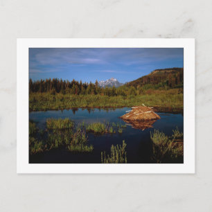 Cartão Postal "A Teton Summer"