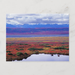 Cartão Postal A tundra do Parque Nacional Denali no final