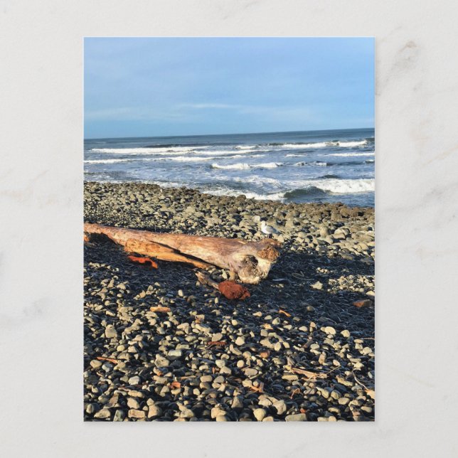 Cartão Postal A Vaca em Seaside, Oregon (Frente)