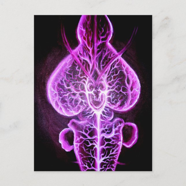 Cartão Postal A vascularização do sistema nervoso em roden (Frente)