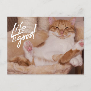 Cartão Postal A vida é Boa Gatinho Fofo Laranja Divertido 