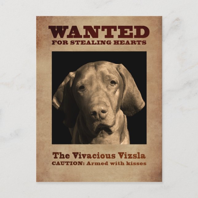 Cartão Postal A Vivaciosa Vizsla (Frente)