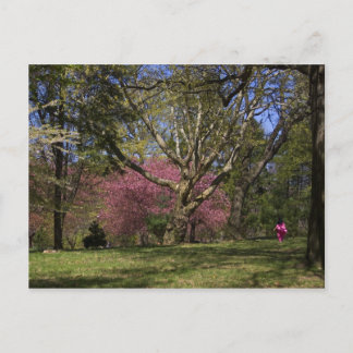 Cartão Postal A Walk