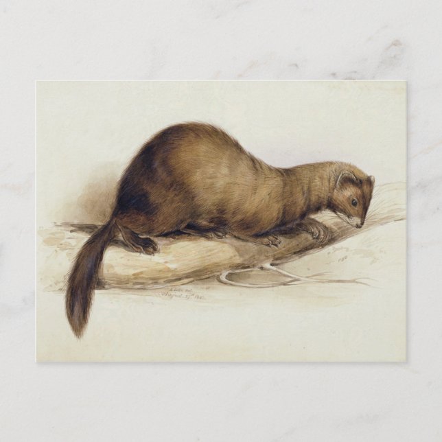 Cartão Postal A Weasel, 1832 (c/c, caneta, tinta, guache e goma  (Frente)