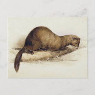 Cartão Postal A Weasel, 1832 (c/c, caneta, tinta, guache e goma 