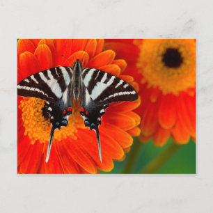 Cartão Postal A Zebra Swallowtail Butterfly